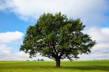 Fototapeta na wymiar a big old oak tree growing in a field with green plants