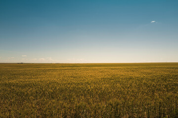 Peaceful agricultural landscape over a wheat field. Minimalistic farmland image with the vast sky...