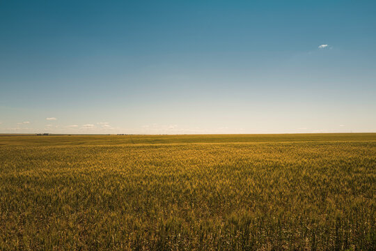 Peaceful agricultural landscape over a wheat field. Minimalistic farmland image with the vast sky in autumn color.