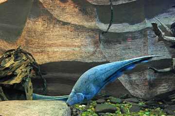 tropical fish in an aquarium