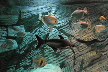 tropical fish in an aquarium