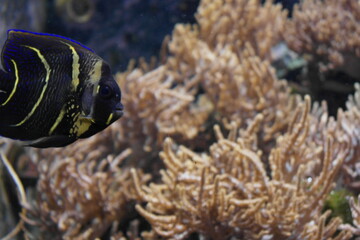tropical fish in an aquarium