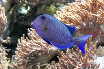 tropical fish in an aquarium