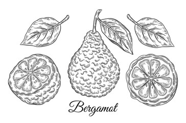 Bergamot, kaffir lime citrus juicy fruit. Tropical green lemon botanical outline sketch set. Exotic orange with leaf. Cosmetic aroma, tea ingredient. Healthy food. Vintage engraving. Hand drawn vector