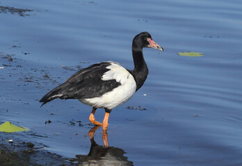 Magpie goose bird standing in the water