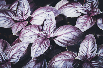 Obraz na płótnie Canvas Purple basil grown in vegetable garden at organic homestead, dark opal basil plants texture
