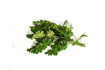 fresh moringa leaves isolated on a white background