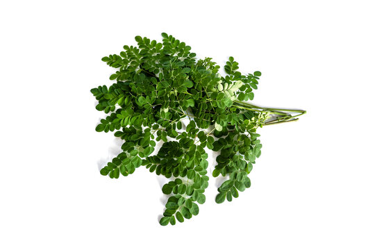 fresh moringa leaves isolated on a white background