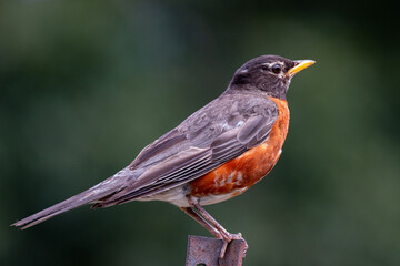 American Robin Bird Side View In Urban Location In Boston Massachusetts, USA