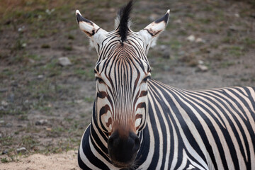 Hartmann Mountain Zebra Portrait Looking To The Camera. A Close Head Shot 