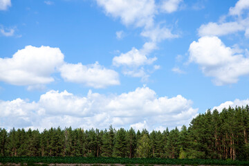 Obraz premium agricultural fields with a large number of young green cereal wheat as grass