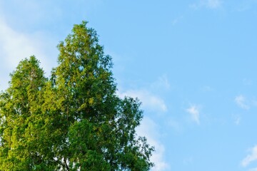 Fototapeta premium 杉の木