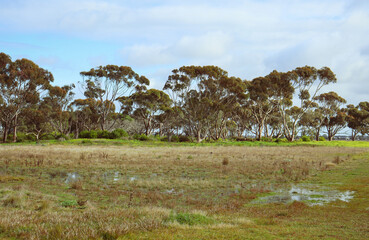 landscape with eucalyptus trees and water in field after rain