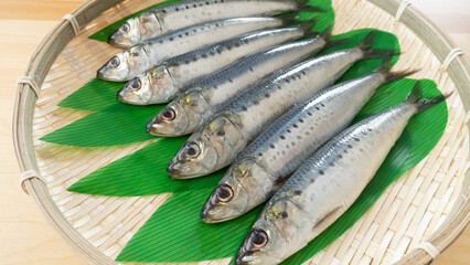 真イワシ・Japanese sardine
