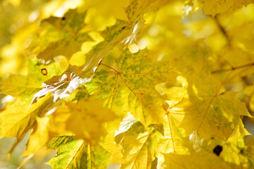 Beautiful golden maple leaves on bright autumn day