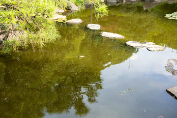 日本庭園 池 鯉