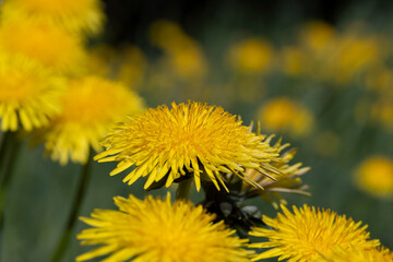 spring flowers dandelions on the field during blooming