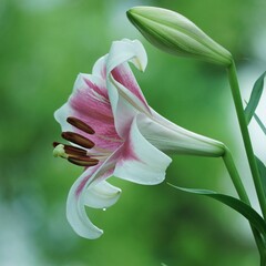 美しいユリの花