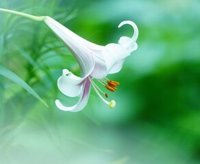 美しいユリの花