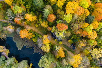 Aerial view of autumn forest with green and yellow trees. Mixed deciduous and coniferous forest. Beautiful fall scenery near Vilnius city, Lithuania