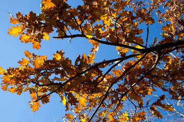 yellowed maple foliage on trees in the autumn season