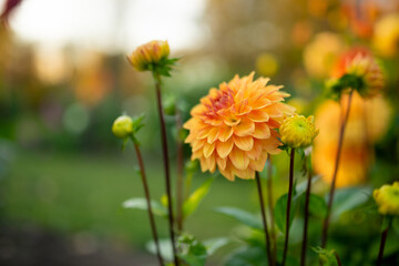 Colourful dahlia flowers in a backyard garden in autumn. Fall season.
