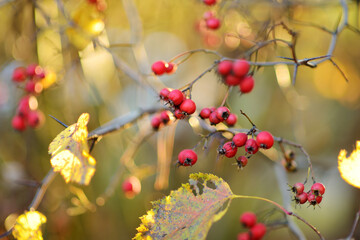 Ripe red fruits of hawthorn or single-seeded hawthorn, on a hawthorn tree branch on autumn day