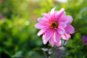 Obraz premium Colourful dahlia flowers in a backyard garden in autumn. Fall season.