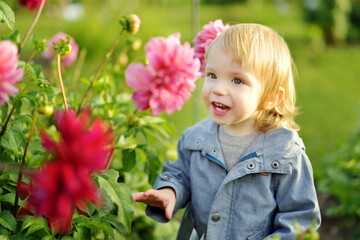 Cute toddler boy playing in blossoming dahlia field. Child picking fresh flowers in dahlia meadow on sunny autumn day.