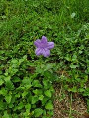 Purple flower 