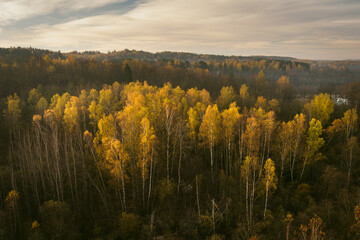 Aerial view of autumn forest with green and yellow trees. Beautiful fall scenery near Vilnius city, Lithuania