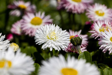 Fototapeta premium white and red daisies on the field