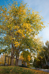 Beautiful and peaceful autumn scene with colorful trees in city park, seasonal landscape, autumn mood, foliages, bright colors of golden fall season