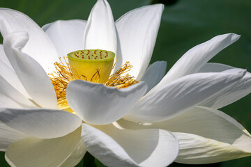 white and yellow lotus