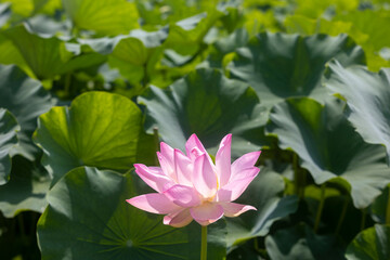 Obraz premium pink lotus in the garden