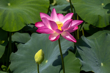 pink water lotus