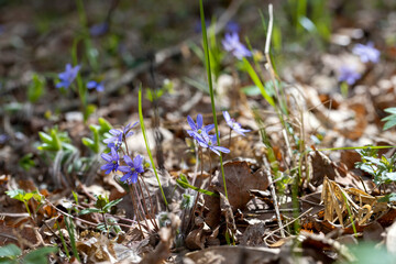 beautiful spring anemones growing in the forest