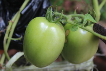 young tomatoes, green on the tree