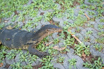 Closeup of Tree Monitor, Bengal Monitor, Clouded Monitor (Varanus bengalensis) in the park, Bangkok, Thailand.