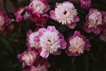 pink peonies on a dark background, aesthetic trend