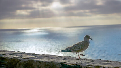 Obraz premium bird on the beach
