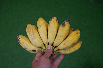 Several yellow bananas are in someone's hand.
