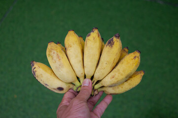 Several yellow bananas are in someone's hand.