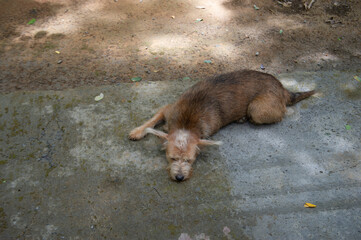 A stray dog ​​is sleeping on the street.