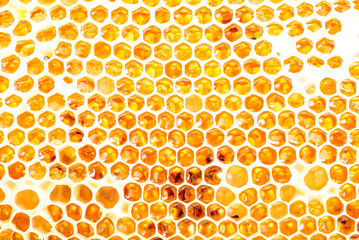 Honeycombs with sweet golden honey on whole background