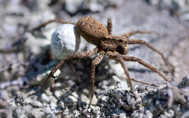 wolf spider