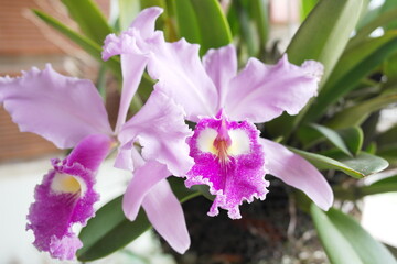 Process of growth and flowering of a Cattleya trianae orchid