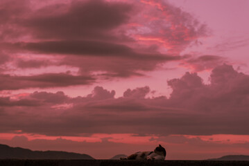 夕焼けに黄昏る猫