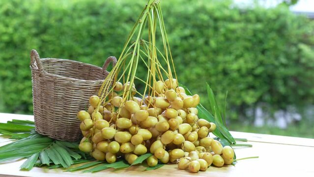 Yellow date palm fruit on blurred greenery background. Fresh yellow date palm Tropical fruit.
