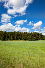 green cereal field with wheat in summer